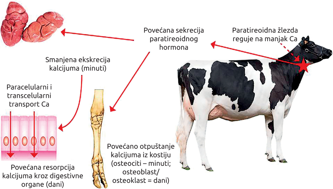 Slika1