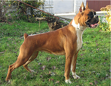Slika3