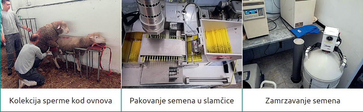 Slika1