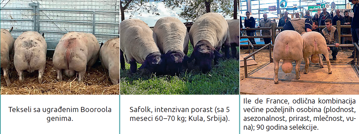 Slika8