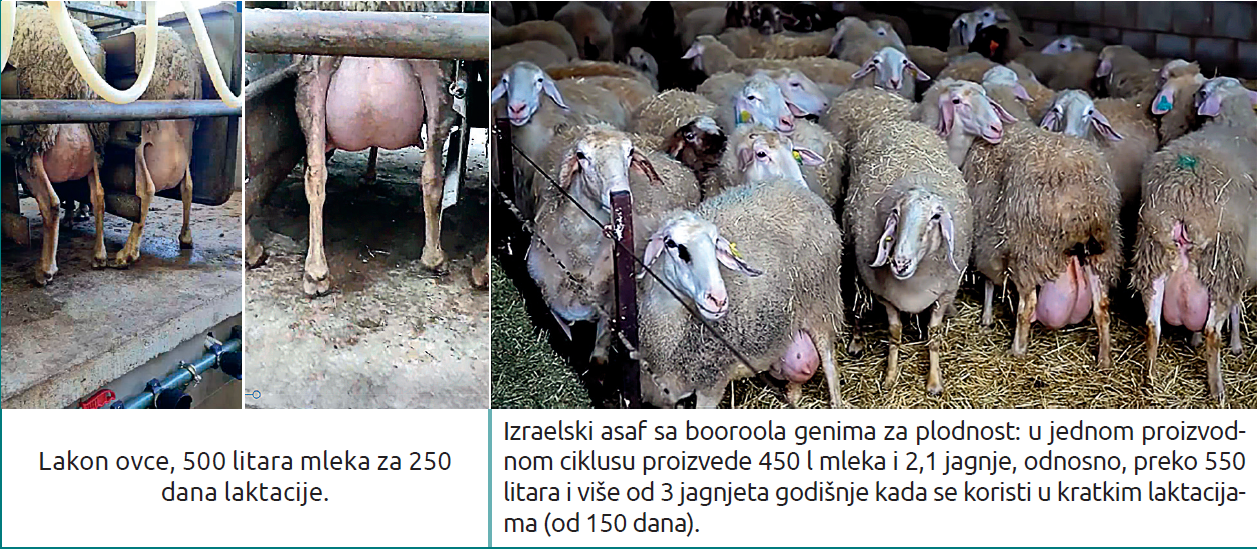 Slika9