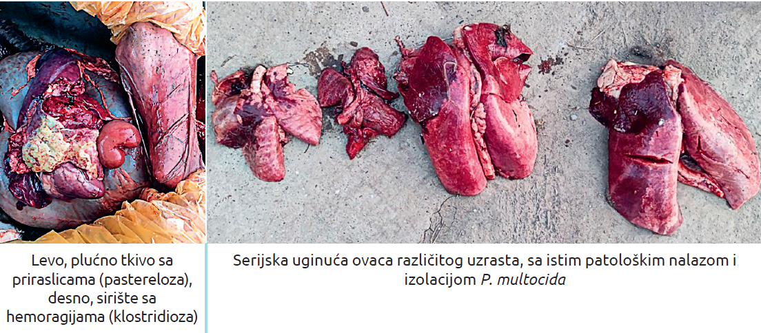 Slika5