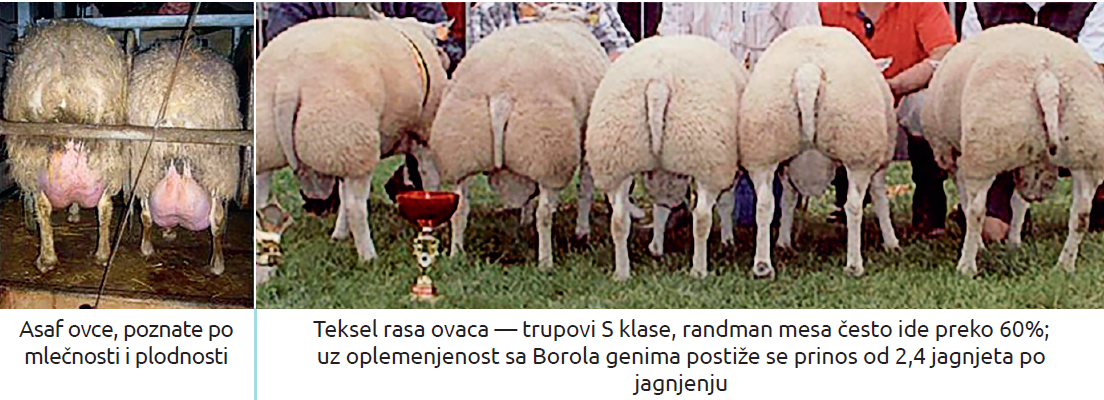 Slika8